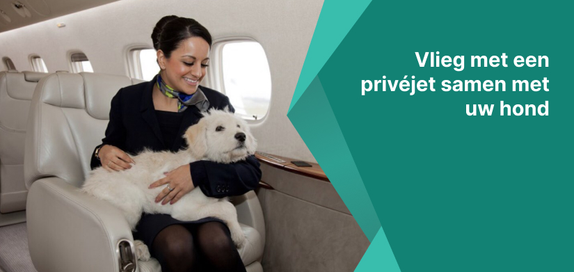 vliegen in een privéjet met een hond