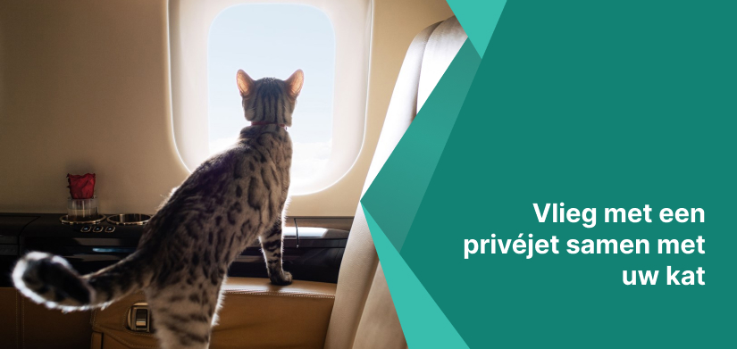 vliegen in een privéjet met een kat